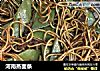 河南蒸面条的做法