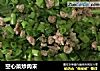空心菜炒肉末的做法