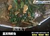 韭菜烧鲫鱼的做法