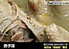 鸽子汤的做法