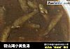 微山湖小黄鱼汤的做法