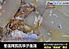 冬瓜炖瓦氏华子鱼汤的做法