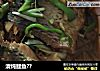 清炖鲤鱼??的做法