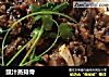 豉汁蒸排骨的做法