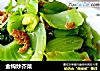 金钩炒芥菜的做法