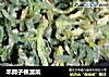 羊蹄子棵溜菜的做法