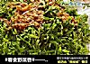 #春食野菜香#——凉拌柳芽的做法
