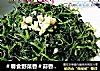 蒜香母鸡头的做法