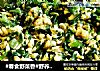 #春食野菜香#野荞炒鸭蛋的做法
