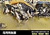 乌鸡炖鱼翅的做法