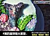 #第四届烘焙大赛暨是爱吃节#森林之子—立体裱花蛋糕的做法