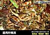 腊肉炒腌菜的做法