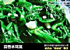 蒜香木耳菜的做法