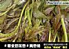 ＃春食野菜香＃腌香椿的做法
