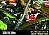 凉拌海带丝的做法
