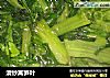 清炒莴笋叶的做法