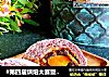#第四届烘焙大赛暨爱吃节#蛋黄豆沙蔓越莓包的做法