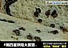 #第四届烘焙大赛暨是爱吃节#红豆吐司的做法