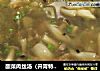 酸菜肉丝汤（开胃特效）的做法