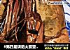 #第四届烘焙大赛暨是爱吃节#烤大明虾的做法
