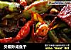 尖椒炒咸鱼干的做法
