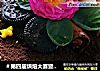 ＃第四届烘焙大赛暨是爱吃节＃六寸裸蛋糕的做法