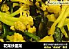 花菜炒韭菜的做法