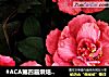 #ACA第四届烘焙大赛#造色情怀 国色天香【立体饼干】的做法
