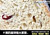 ＃第四届烘焙大赛暨是爱吃节＃素食＆#183;黑麦红糖软欧的做法
