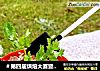 ＃第四届烘焙大赛暨是爱吃节＃巧克力酸奶小盆栽的做法