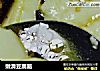 嫩滑豆腐脑的做法