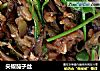 尖椒茄子丝的做法