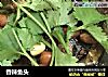 香辣鱼头的做法
