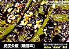 虎皮尖椒（糖醋味）的做法