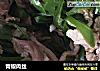 青椒肉丝的做法