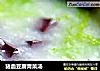 猪血豆腐青菜汤的做法