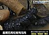鹿尾巴肉松茸炖乌鸡的做法