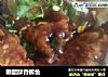 糖醋酥香鲫鱼的做法