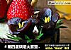 ＃第四届烘焙大赛暨是爱吃节＃4寸抹茶裸蛋糕的做法