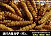 油炸大绿虫子（柞zuò蚕）的做法