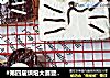 #第四届烘焙大赛暨是爱吃节#萌萌哒猫咪吐司的做法