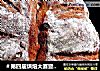 ＃第四届烘焙大赛暨是爱吃节＃全麦红糖红枣软欧包的做法