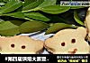 小熊抱抱饼干的做法