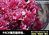 #ACA第四届烘焙大赛暨是爱吃节#玫瑰酱的做法