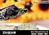 艾叶豆沙饼的做法