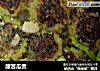 酿苦瓜煲的做法