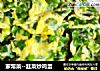 家常菜--韭菜炒鸡蛋的做法