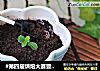 #第四届烘焙大赛暨是爱吃节#香蕉酸奶瓶栽的做法