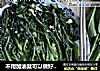 不用加油就可以做好吃的菠菜的做法