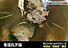冬瓜丸子汤的做法